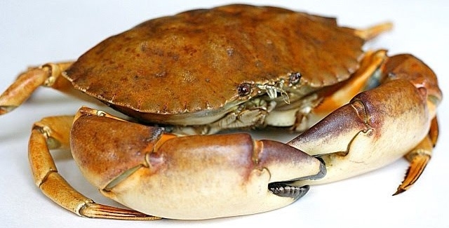Krab